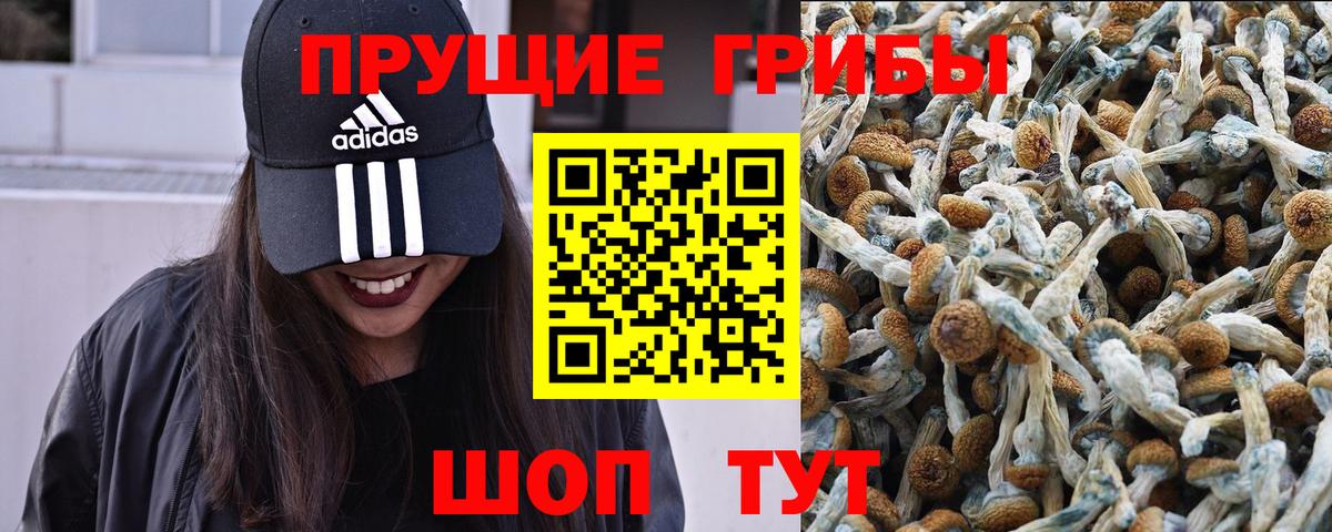 Псилоцибиновые грибы GOLDEN TEACHER Сегежа
